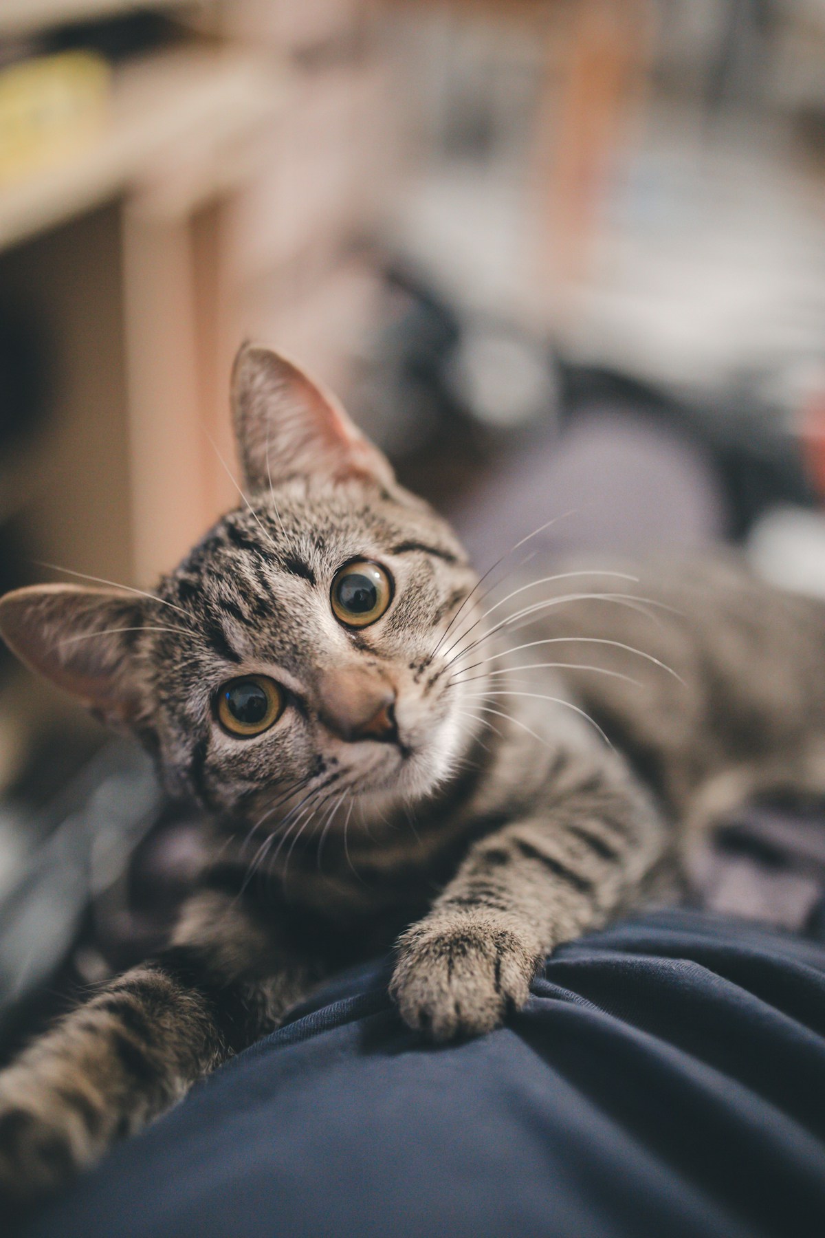 狸花猫
