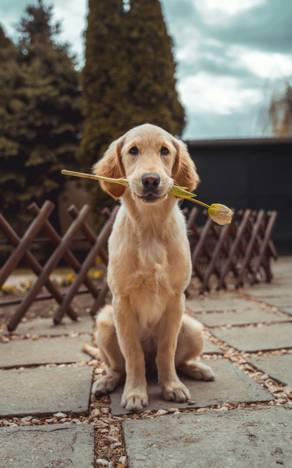 金毛犬